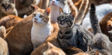 110 kedisiyle birlikte oturduğu evden tahliye edildi