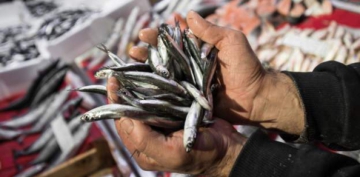İstanbul Boğazı ve Karadeniz'de hamsi avı yasağı uzatıldı