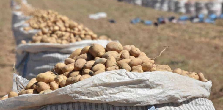 Patates bir yılda yüzde 342 zam yedi