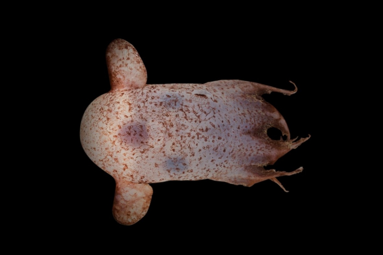 Dumbo Octopus