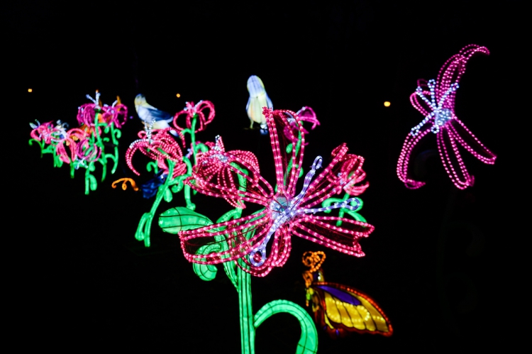 Polonya'nın Varşova kentinde yüz binlerce led ışık ve neon lamba kullanılarak yapılan Çin ışık festivali ziyaretçileri ağırladı. Festivalde çeşitli şekiller verilmiş 34 metal yapı ışıklandırılarak sergilendi.
