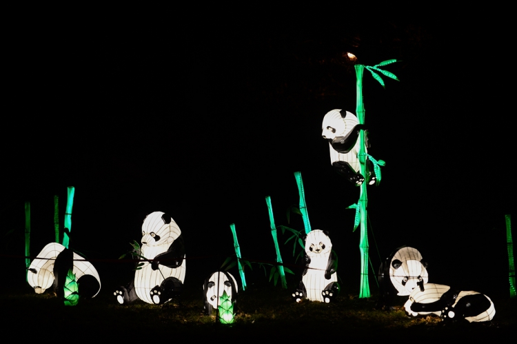 Polonya'nın Varşova kentinde yüz binlerce led ışık ve neon lamba kullanılarak yapılan Çin ışık festivali ziyaretçileri ağırladı. Festivalde çeşitli şekiller verilmiş 34 metal yapı ışıklandırılarak sergilendi.
