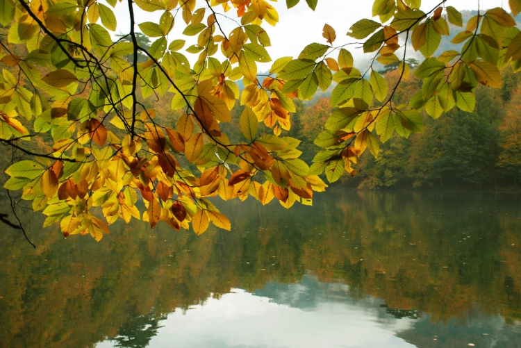 Bitki Görüntüleri, Bitki türleri, flora ve bitki çeşitleriyle ilgili fotoğraf ve açıklamalar…