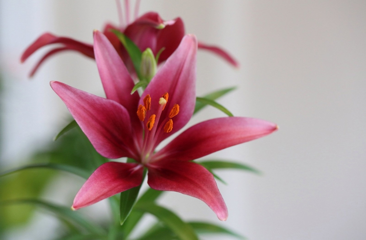 Bitki Görüntüleri, Bitki türleri, flora ve bitki çeşitleriyle ilgili fotoğraf ve açıklamalar…