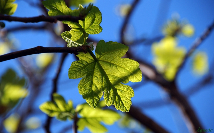 Bitki Görüntüleri, Bitki türleri, flora ve bitki çeşitleriyle ilgili fotoğraf ve açıklamalar…