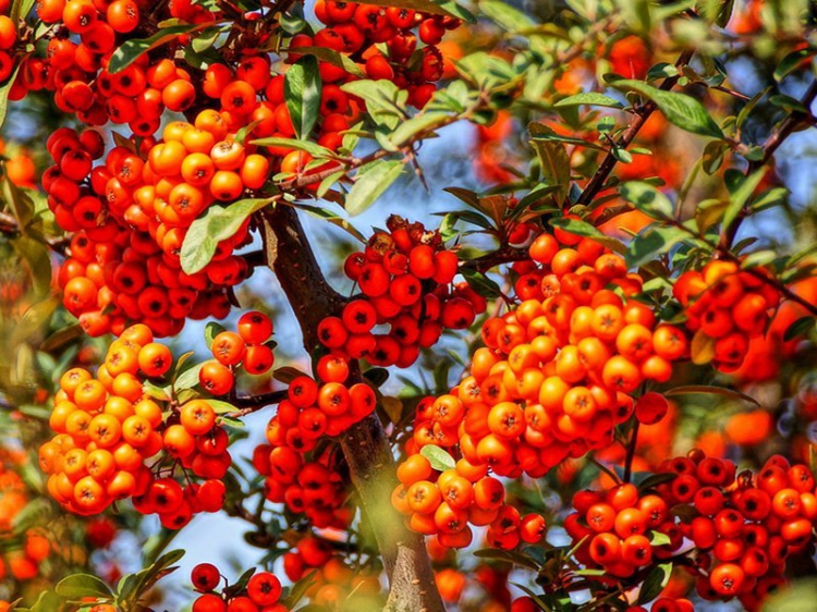Bitki Görüntüleri, Bitki türleri, flora ve bitki çeşitleriyle ilgili fotoğraf ve açıklamalar…