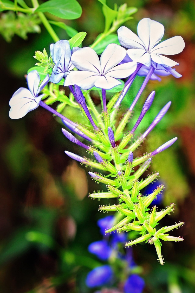 Bitki Görüntüleri, Bitki türleri, flora ve bitki çeşitleriyle ilgili fotoğraf ve açıklamalar…