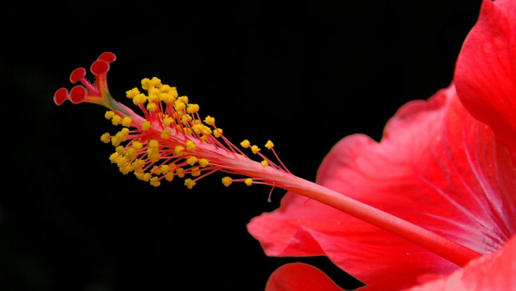 Bitki Görüntüleri, Bitki türleri, flora ve bitki çeşitleriyle ilgili fotoğraf ve açıklamalar…