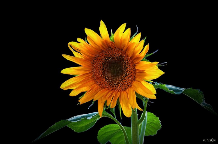 Bitki Görüntüleri, Bitki türleri, flora ve bitki çeşitleriyle ilgili fotoğraf ve açıklamalar…