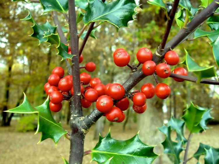 Bitki Görüntüleri, Bitki türleri, flora ve bitki çeşitleriyle ilgili fotoğraf ve açıklamalar…