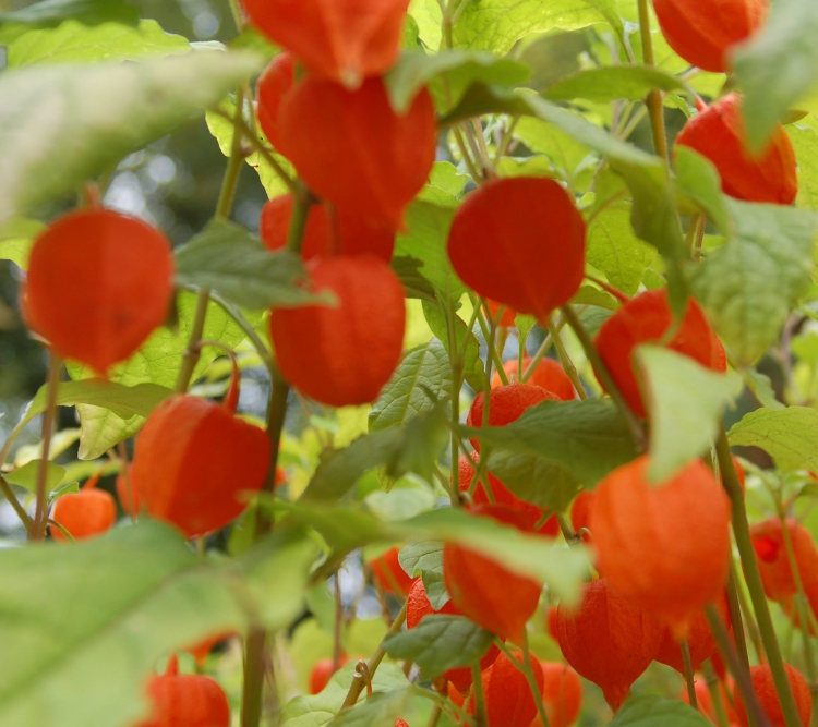 Bitki Görüntüleri, Bitki türleri, flora ve bitki çeşitleriyle ilgili fotoğraf ve açıklamalar…