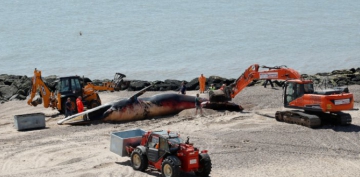 12 metrelik balina sahile vurdu