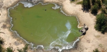 Botswana'da yüzlerce fil ölü bulundu