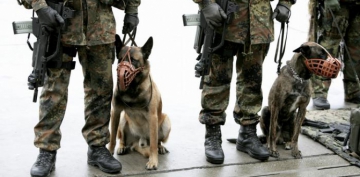 Köpekler koronanın kokusunu alıyor