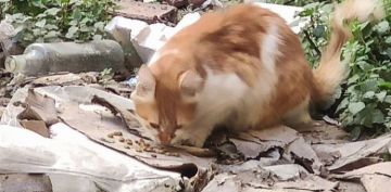  İstanbul'da 7 kedi parçalanarak öldürüldü